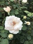 白色月季
