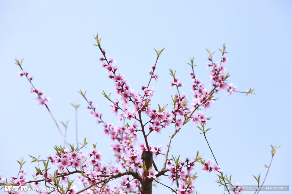 桃花