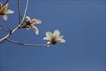 玉兰花