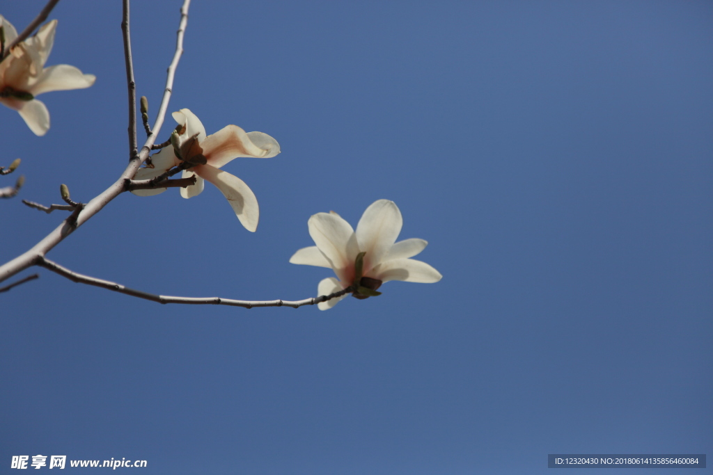 玉兰花