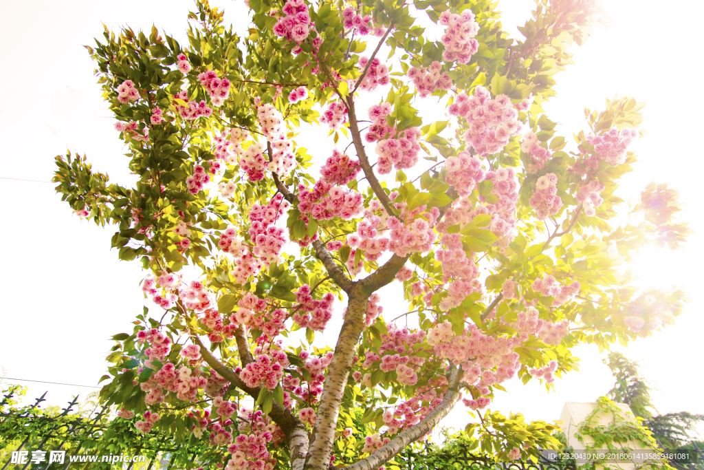 樱花
