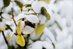 雪语生命