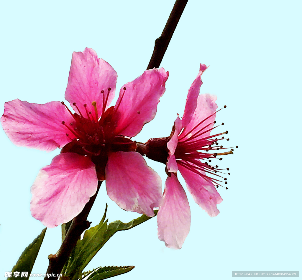 桃花