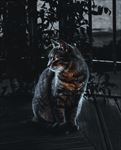 可爱小猫