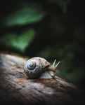 蜗牛