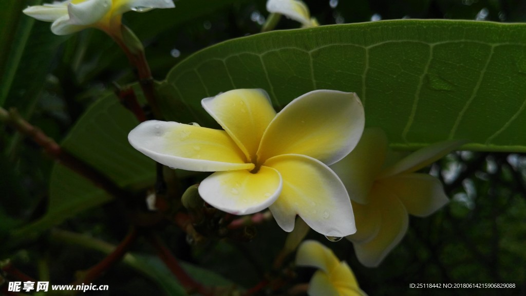 花