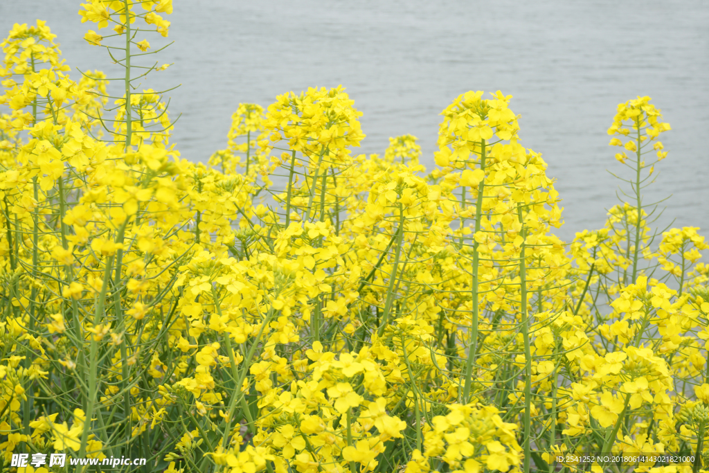 油菜花