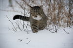 猫 雪地里的猫