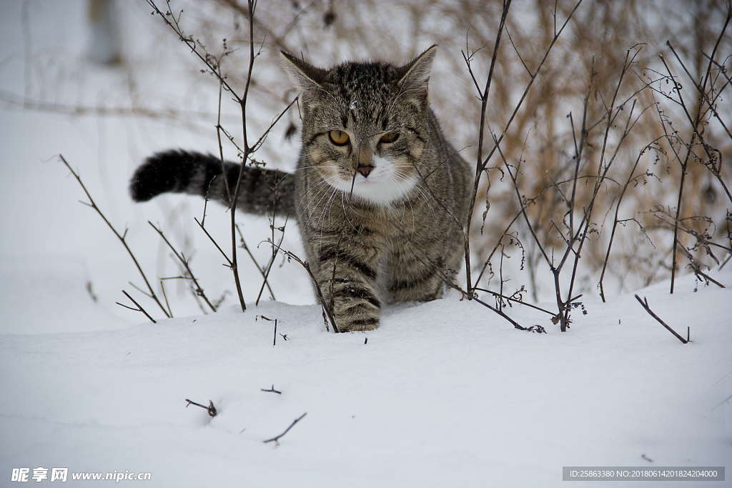 猫 雪地里的猫