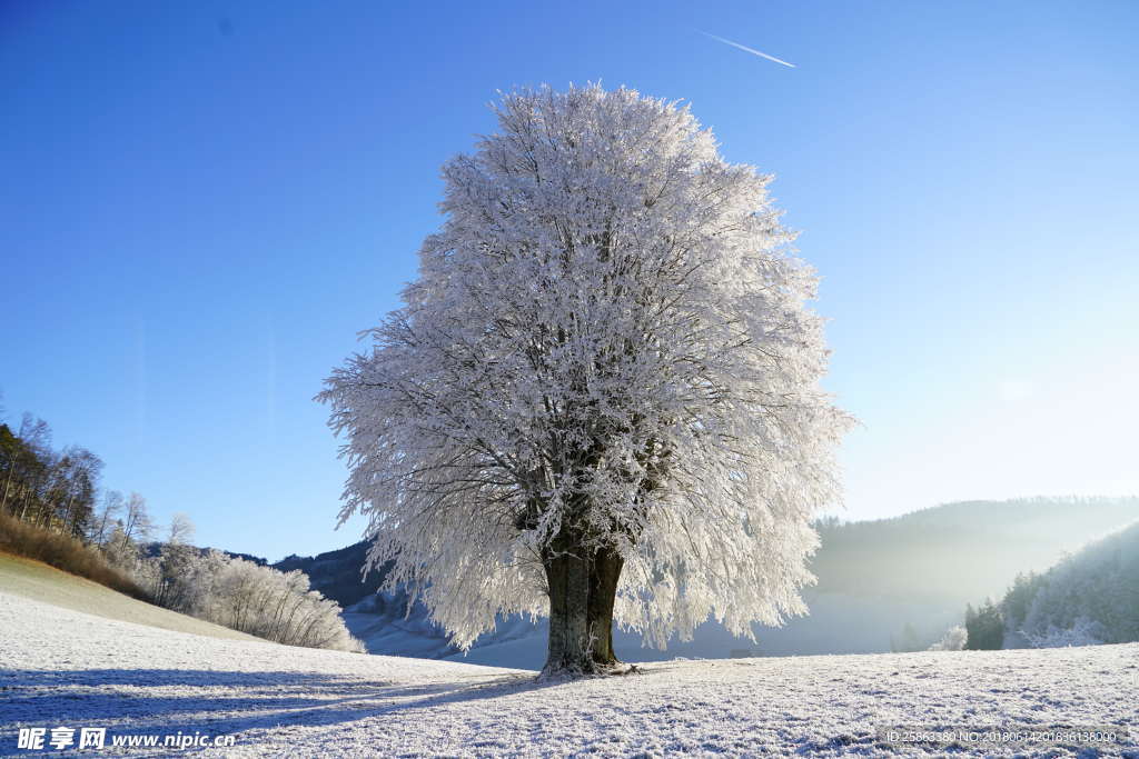 雪树 雪地