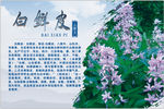 白鲜皮