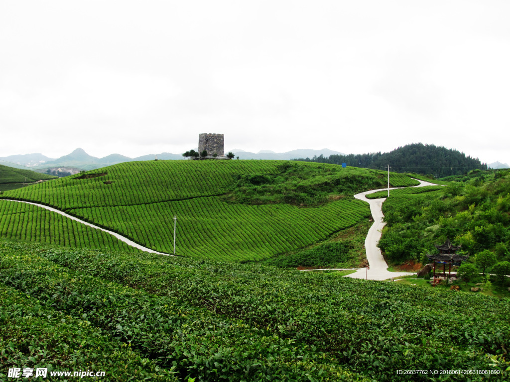 湘西茶山