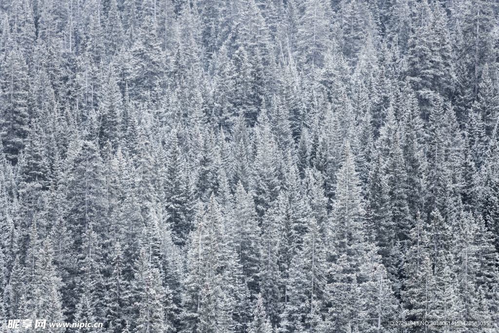 松林雪景