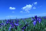 马兰花