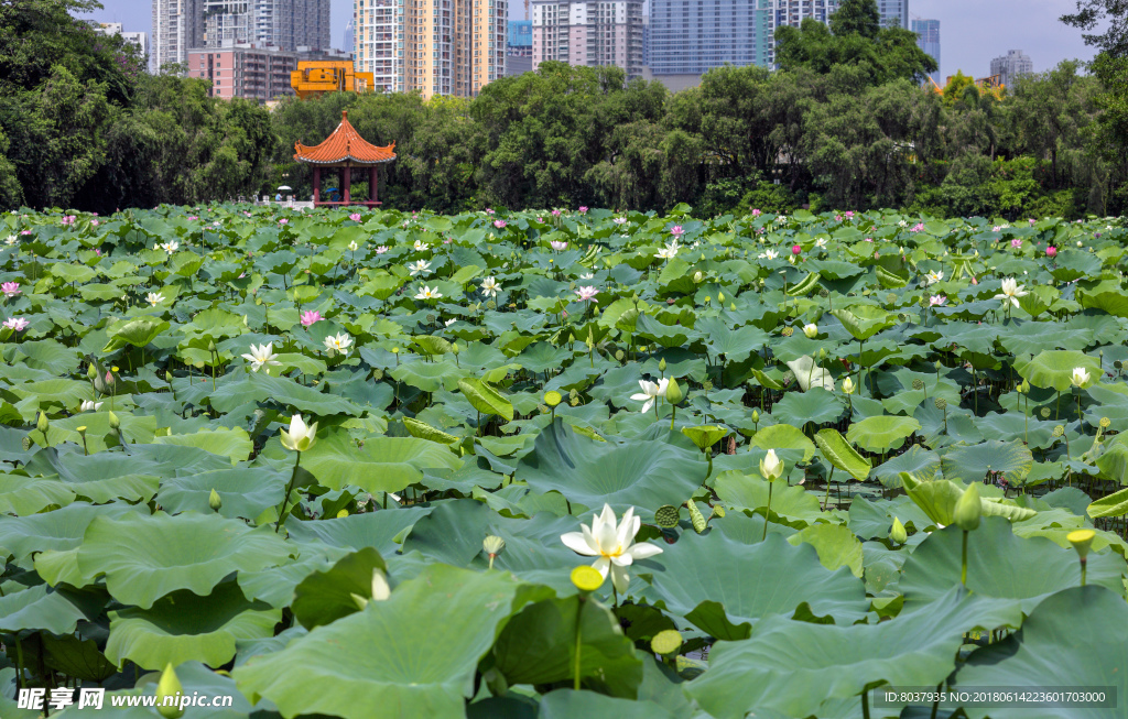 深圳洪湖公园荷花池