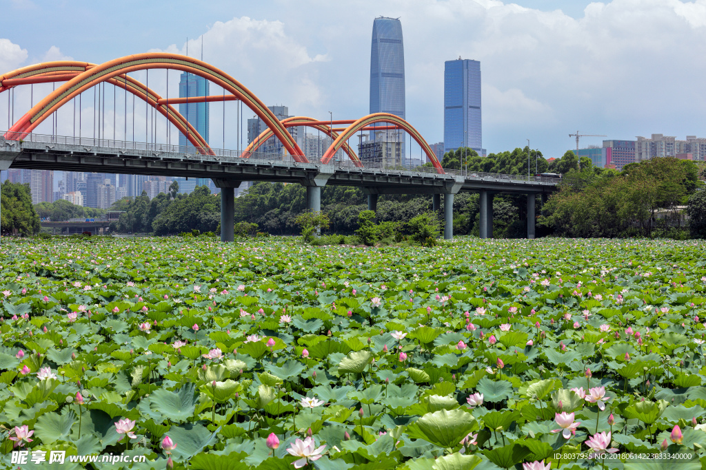 深圳洪湖公园荷花池