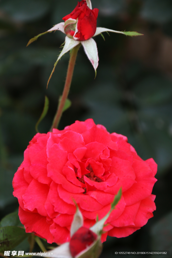 月季花