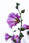 花卉