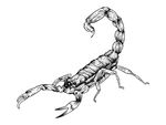 矢量生物线稿蝎子纹身图案