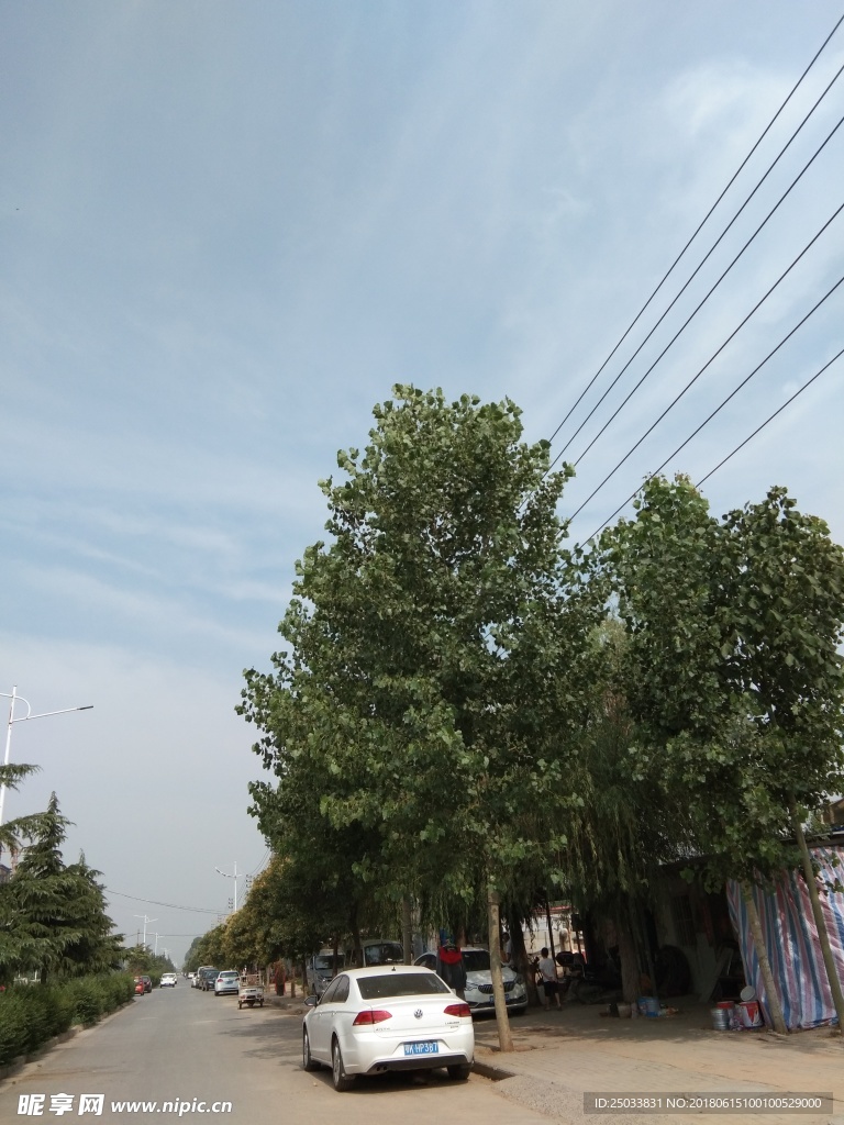绿树