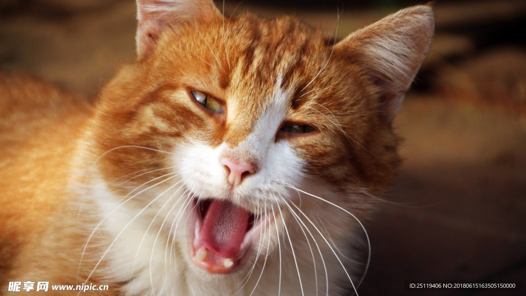 猫