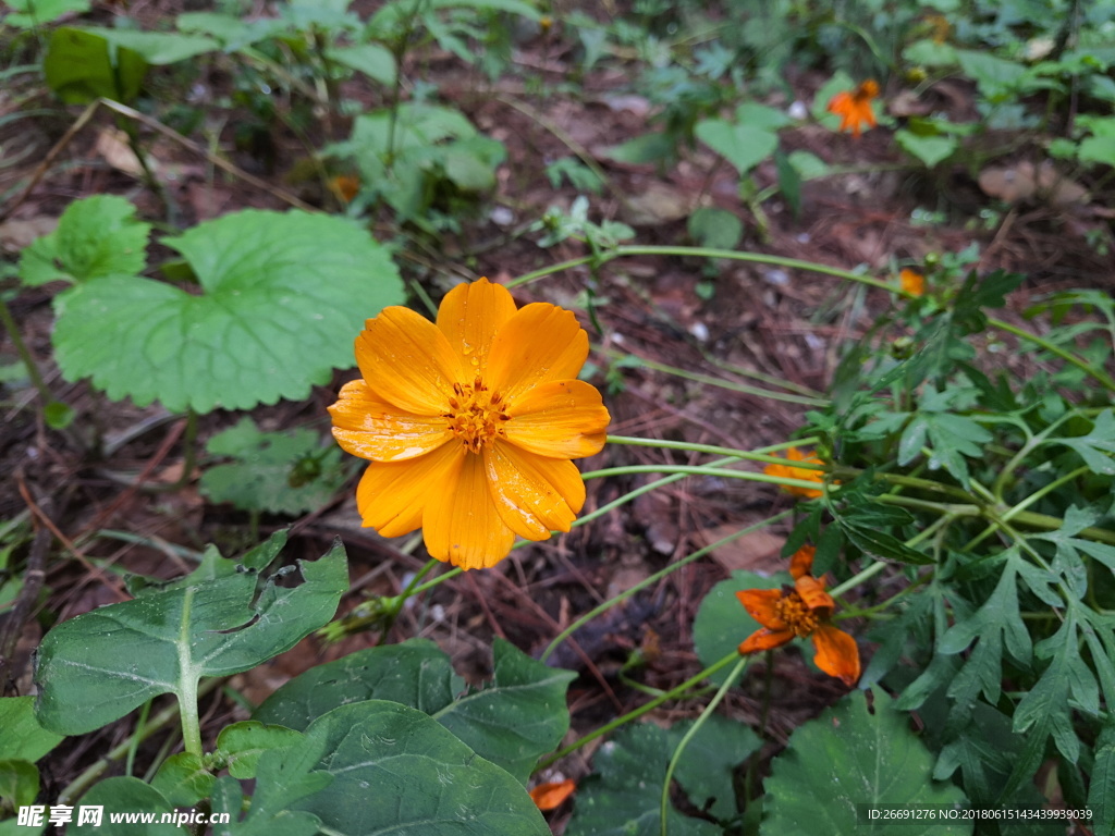 鲜花