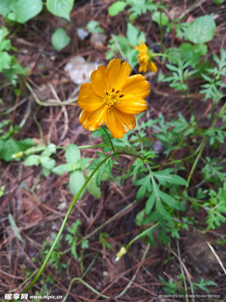 鲜花