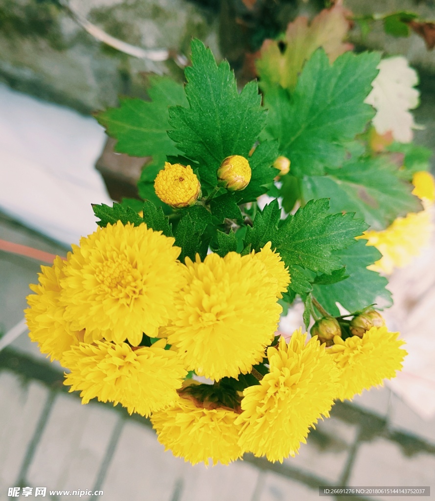 菊花