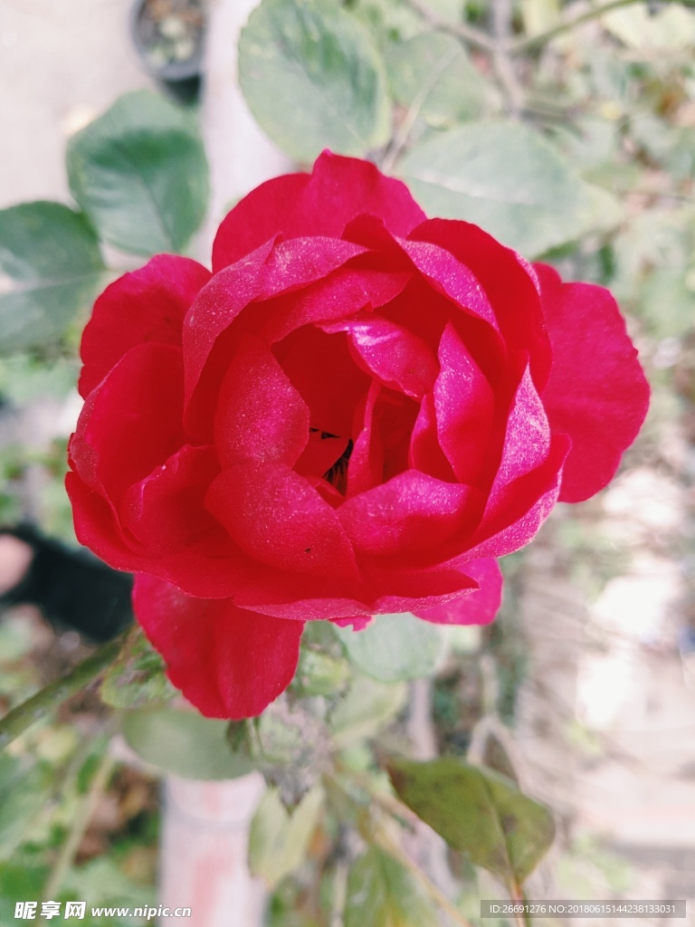 鲜花