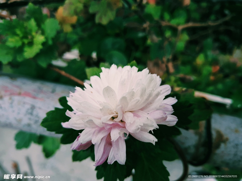 菊花