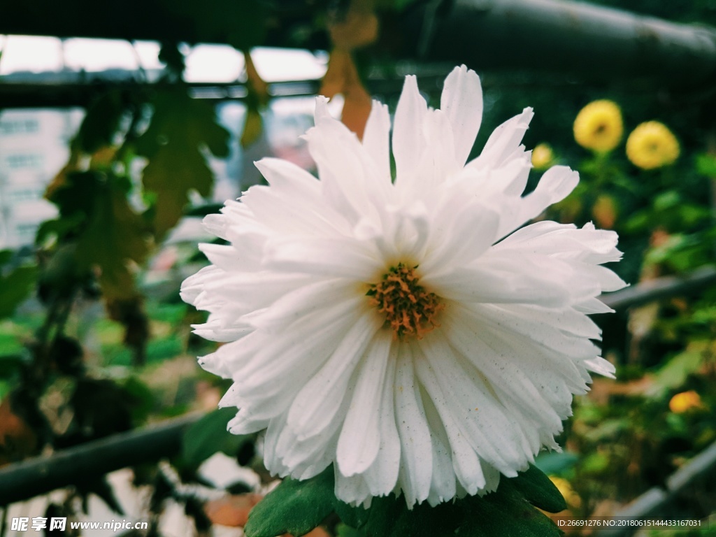 菊花