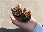 手上的松球
