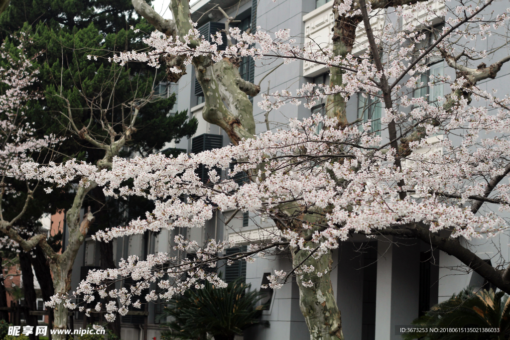 春花