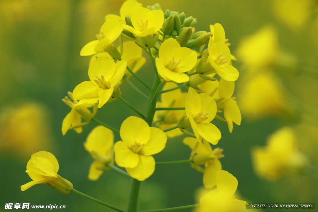 油菜花