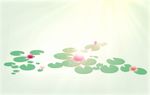 夏日  荷   水   阳光