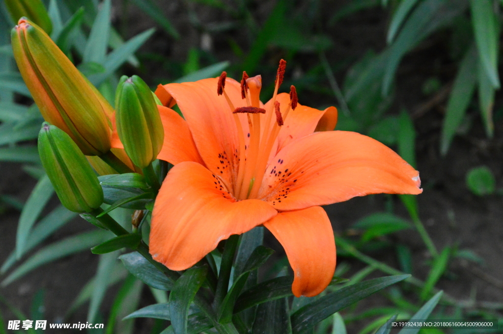 百合花