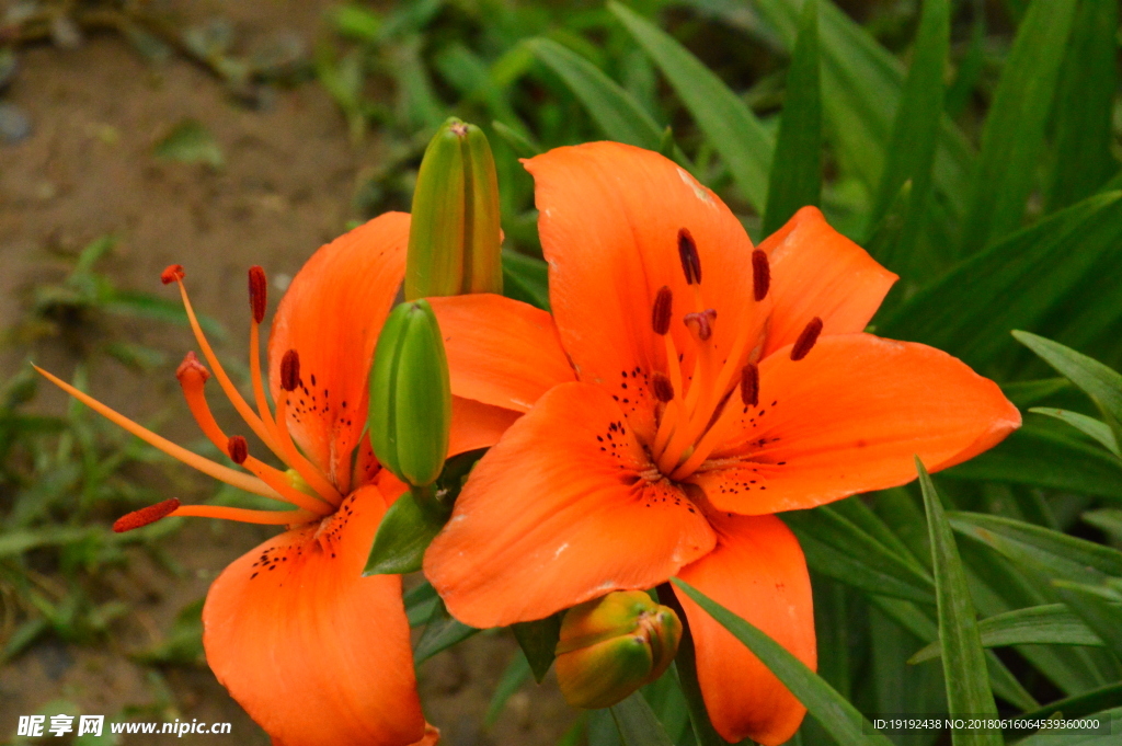 百合花