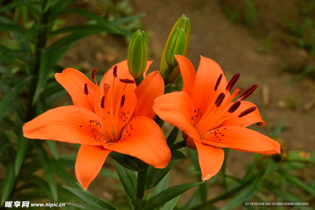 百合花