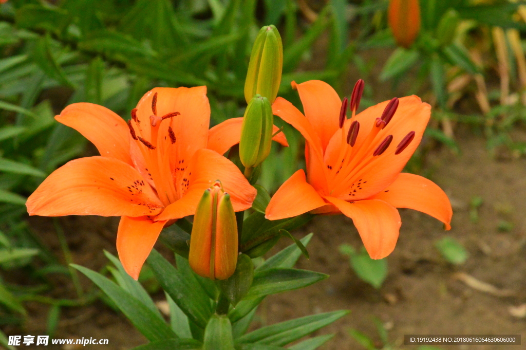 百合花