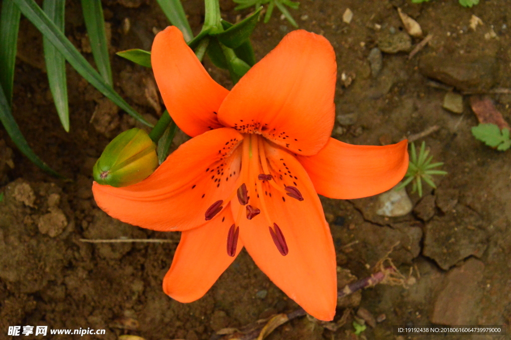 百合花