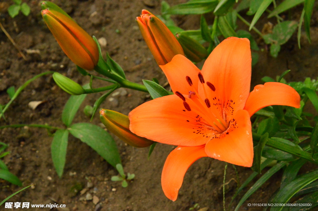 百合花