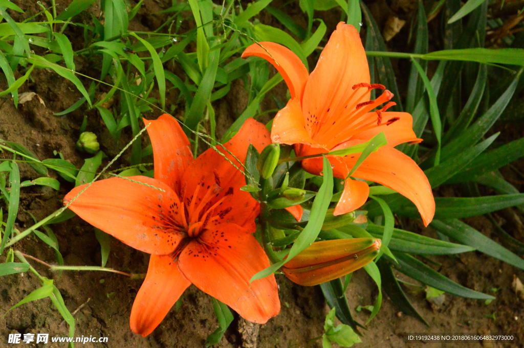 百合花