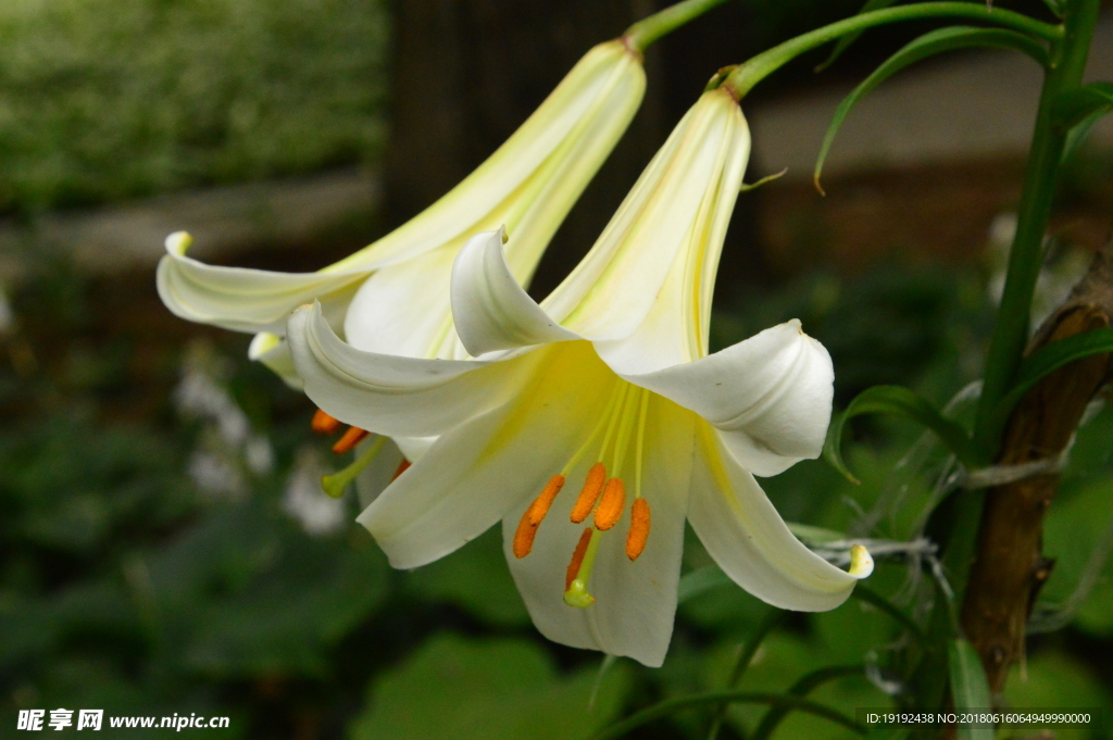 百合花