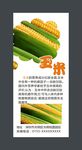 玉米展板