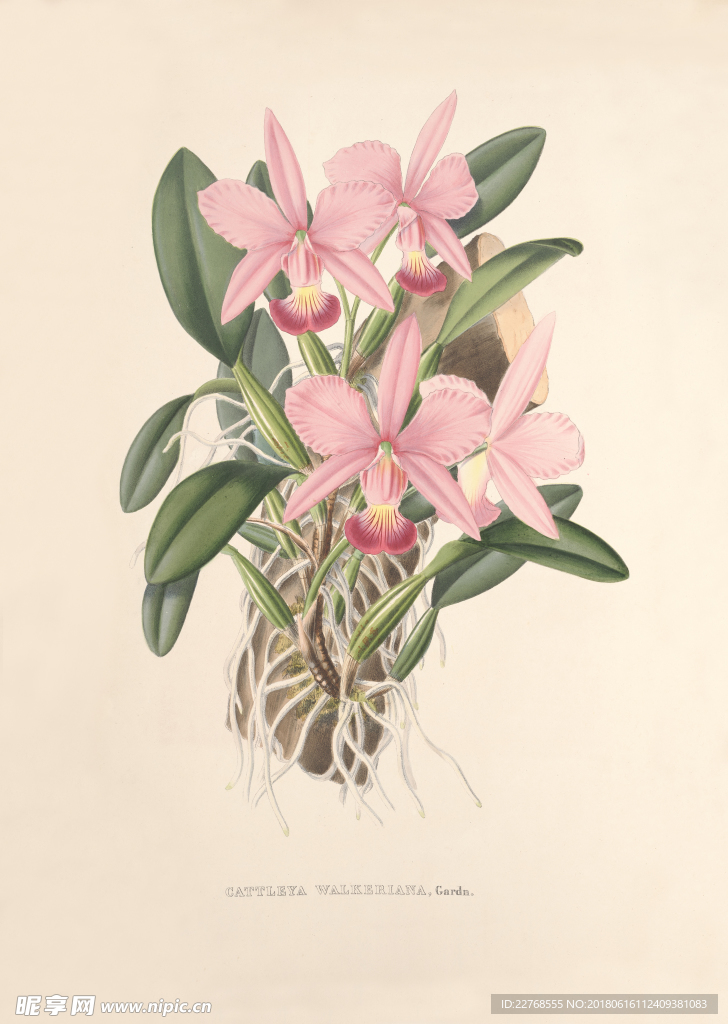 手绘花卉
