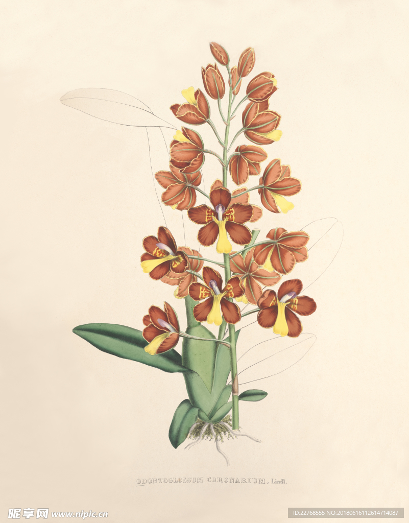 手绘花卉