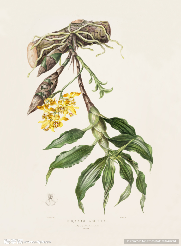 手绘花卉