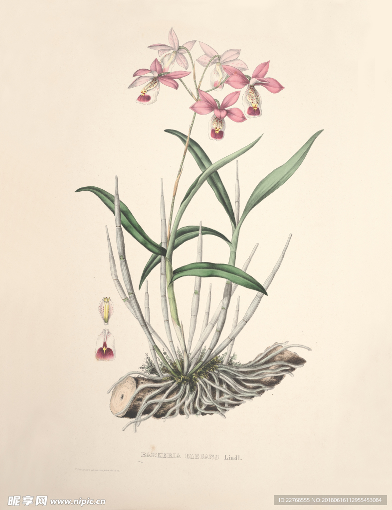 手绘花卉