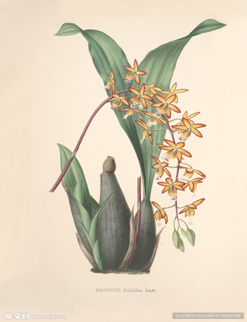 手绘花卉