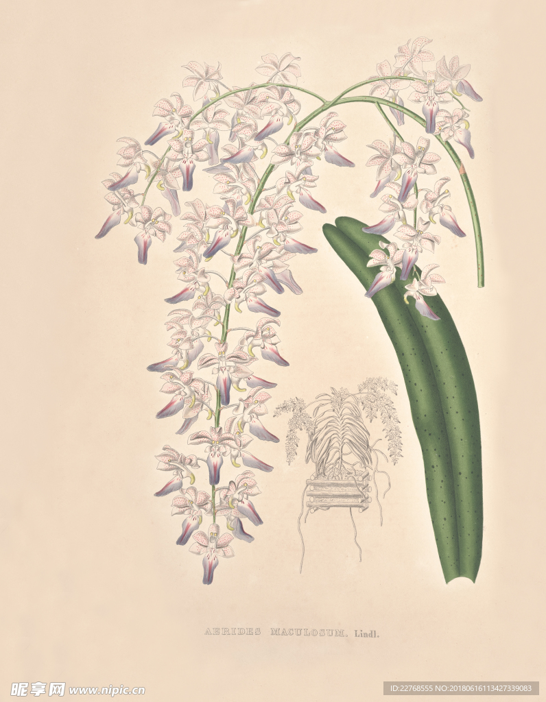 手绘花卉